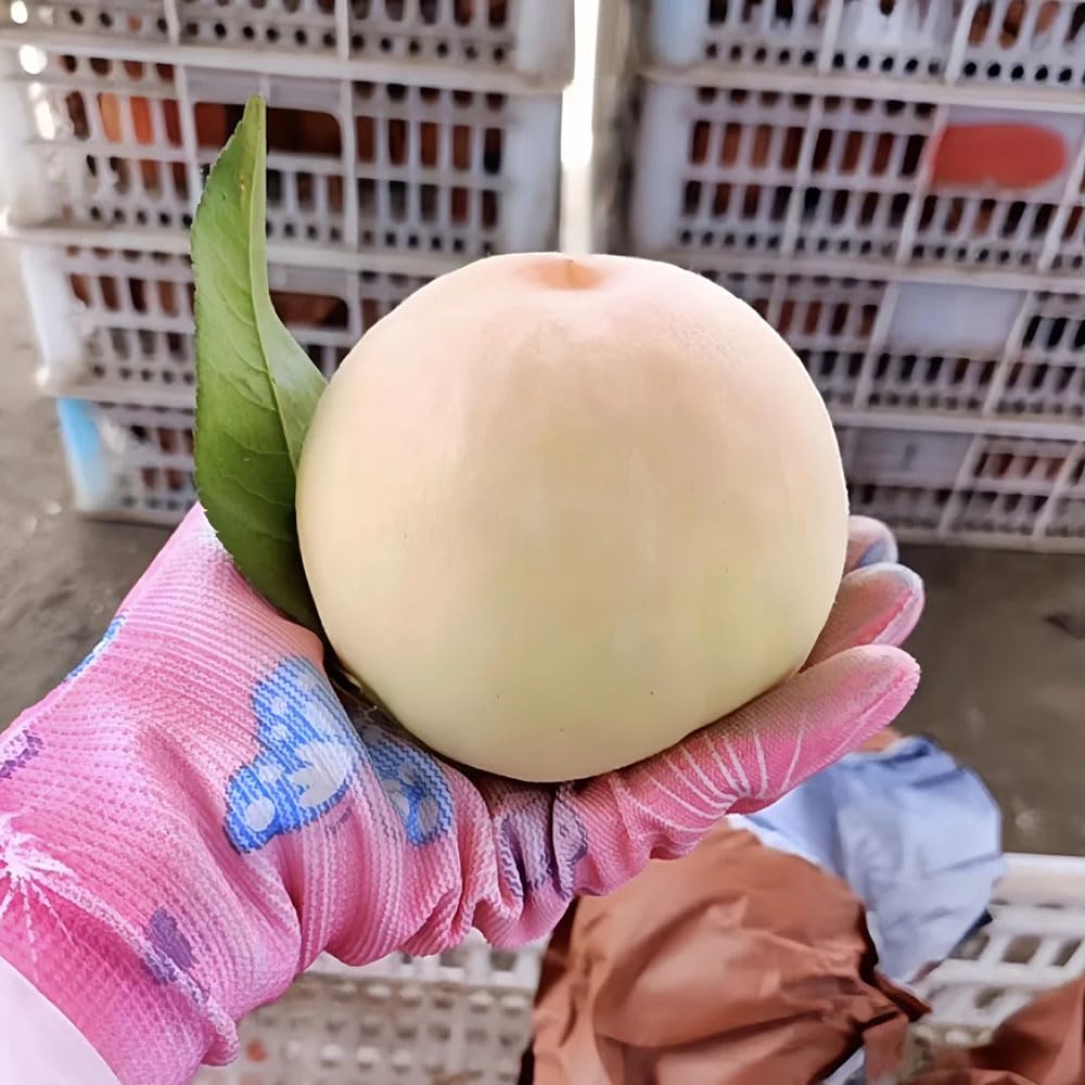 Semi Di Pesco 20 Pezzi - Facili Da Piantare Per Giardino Decorativo E Fiorito