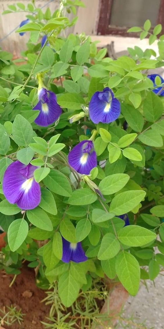 Live Shankhpushpi Flower Plant, Aparajitha/Sangu Poo/Clitoria Ternatea Live Blue Flower Plant : 1 Healthy Live Plant Black Pot (B0D25RQXTZ) Amazon Price History, Amazon Price Tracker