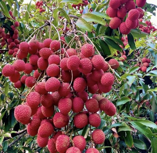 Image of Lychee Litchi Dwarf Thailand Grafted /Air Layer Plant Hybrid - Sweet Tropical Rare Live Plant For Home Garden - All Seasons (height 1-5 Feet) Thai Grafted Litchi