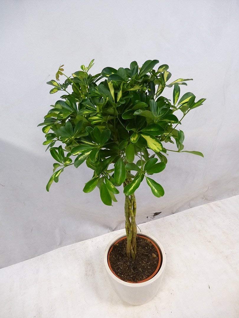 Umbrella Tree | Gold Capella Twist & Schefflera Arboricola & UK