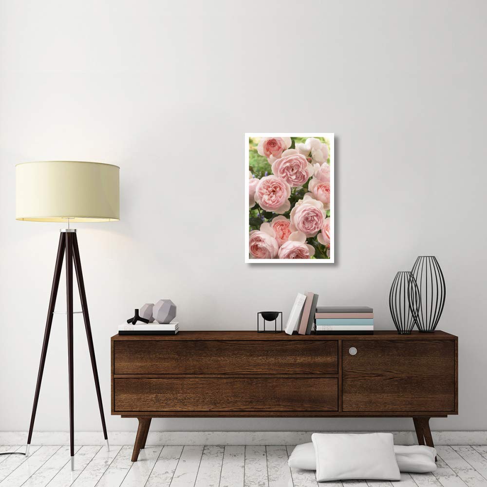 Artworks Italia Rose patrimoine fleurs-Papier Art 55,9 x 81,3 cm