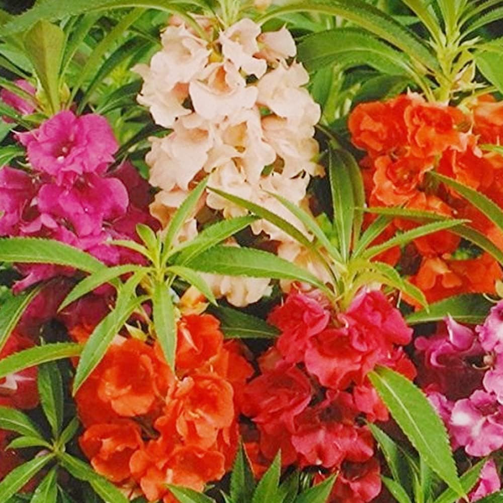 Kraft Seeds Balsam Mix Flower Seeds (2 Packets,75 seeds each) | Fragrant Flowering Seeds for Home Gardening | Natural and Real Seeds for Indoor Home Decor | Summer Flowering Seeds for Planters
