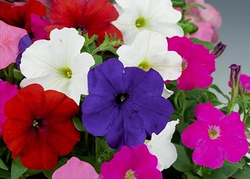 RAISE ME UP Seeds Petunia Supercascade Mix Ampel - Flores anuales