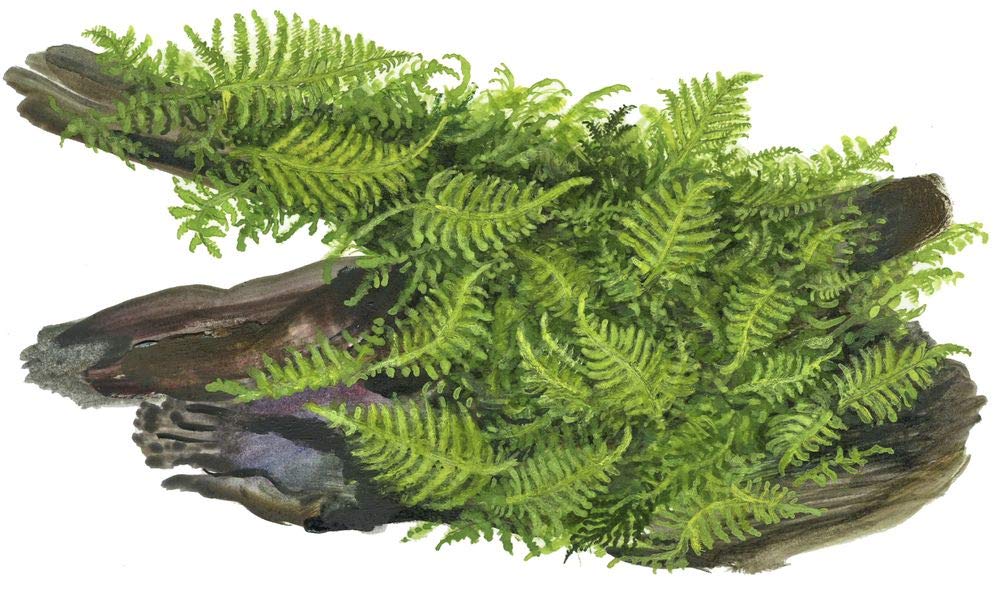 Tropica Acquario Pianta Muschio Vesicularia Dubyana 'Christmas No.003ATC in Vitro 1-2 Grow Piante Acquario Piante Acquario Piante Acquario