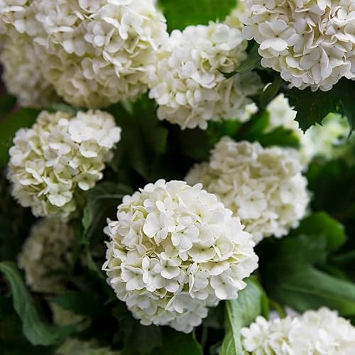 2 Old Fashion Snowball Viburnum Plants Live Trees, Japanese Viburnum Shrub Bush From 6 To 12 Inc Height 4 Inc Pot #TOP24