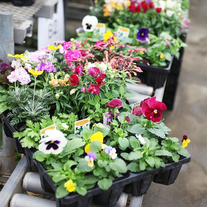 Amazon.co.jp: 土っ子倶楽部 季節 の 花苗 24苗 セット （ パンジー