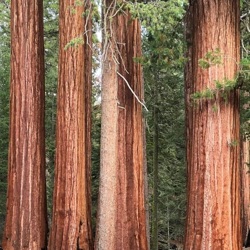 semi di sequoia - interno per il soggiorno, esotiche, estremamente resistenti all'inverno per il giardino 200pcs