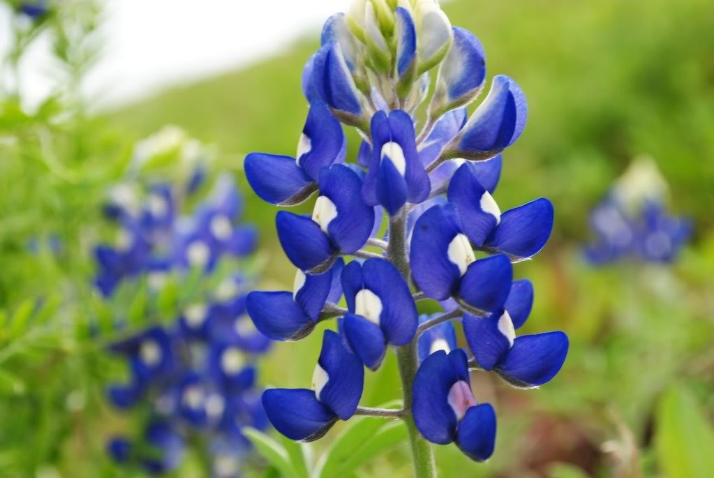 150 Texas Bluebonnet Lupine Lupinus Texensis Flower Seeds