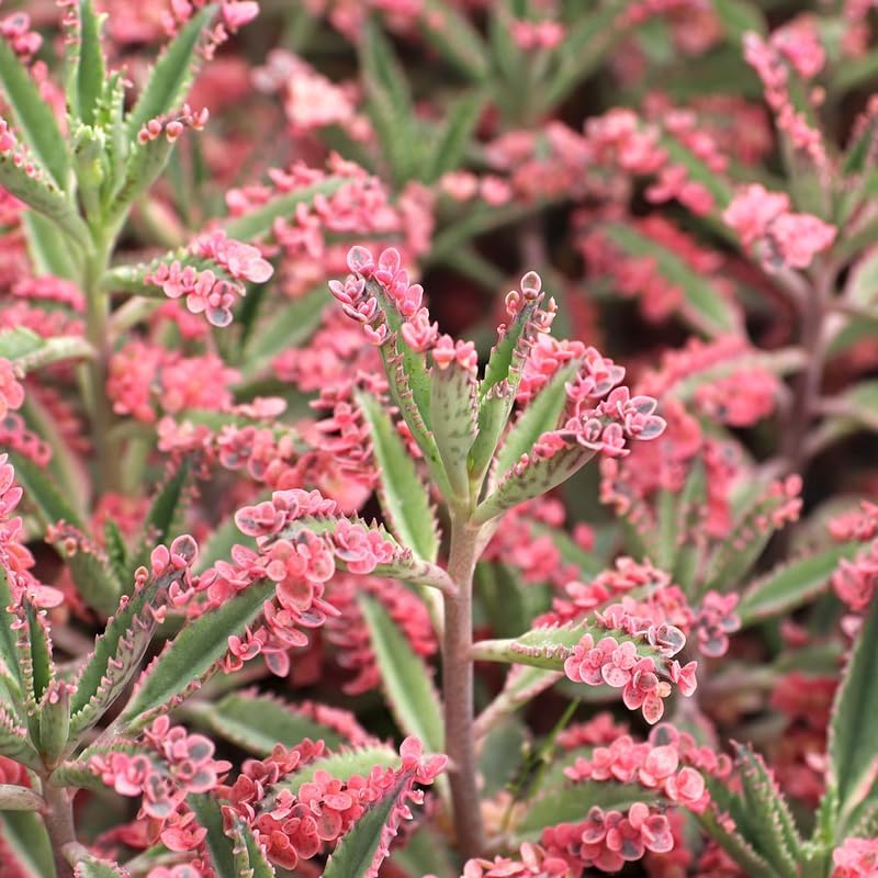 Miniatura 4 de Kalanchoe - Suculenta de mariposa rosa, planta viva en maceta de 2 pulgadas, variedad rara de bordes rosados, planta de interior para decoración del