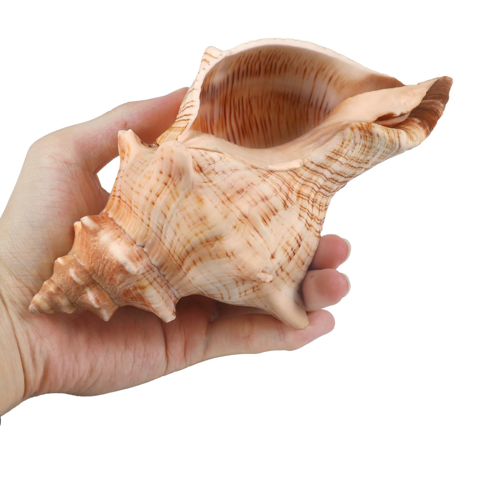 Giant Natural Conch Shell, Striped Fox Conch Seashell 6 inches, Large Sea Shell for Vase Filler
