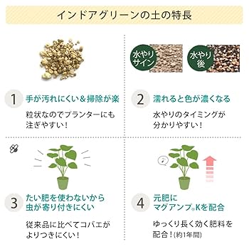 Y*e様 【ラスト小葉/安心の発根済株/鉢込/新芽3か所程度】 斑入り パンダガ 2022年5月9日 《アンスラ・カーリー》の胴切り 茎が伸びてきた