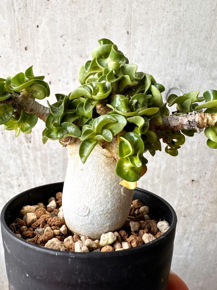 Amazon｜【現品限り】アデニウム・DHA 大株 葉巻【C89】 Adenium