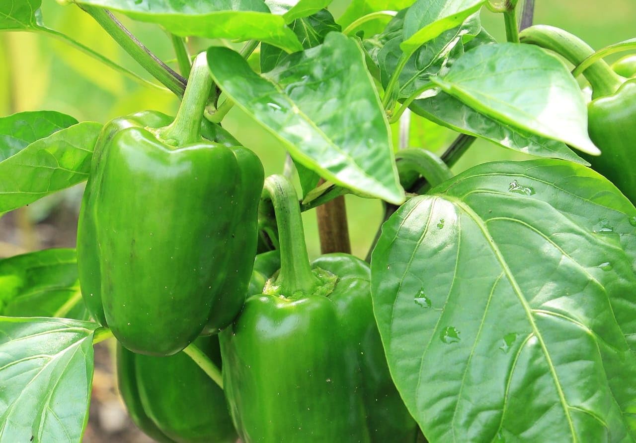 Live Shimla Mirch Plant (Capsicum annuum) – Fresh Bell Pepper Plant for Home Gardening | Winter Blooming Organic, Easy Grow, High Yield | Ideal for Balcony, Terrace & Kitchen Garden Potted Plant-image-2