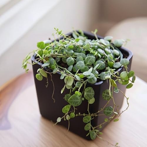 Miniatura 3 de Cadena viva de tortugas colgantes de 3 pulgadas, cadena de tortugas suculentas, planta suculenta viva para plantar en interiores