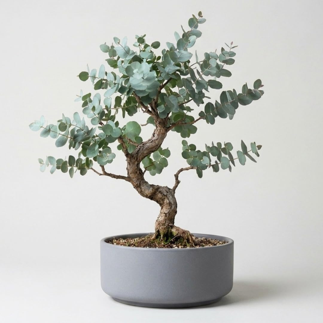 25+ Silver Drop Eucalyptus Seeds