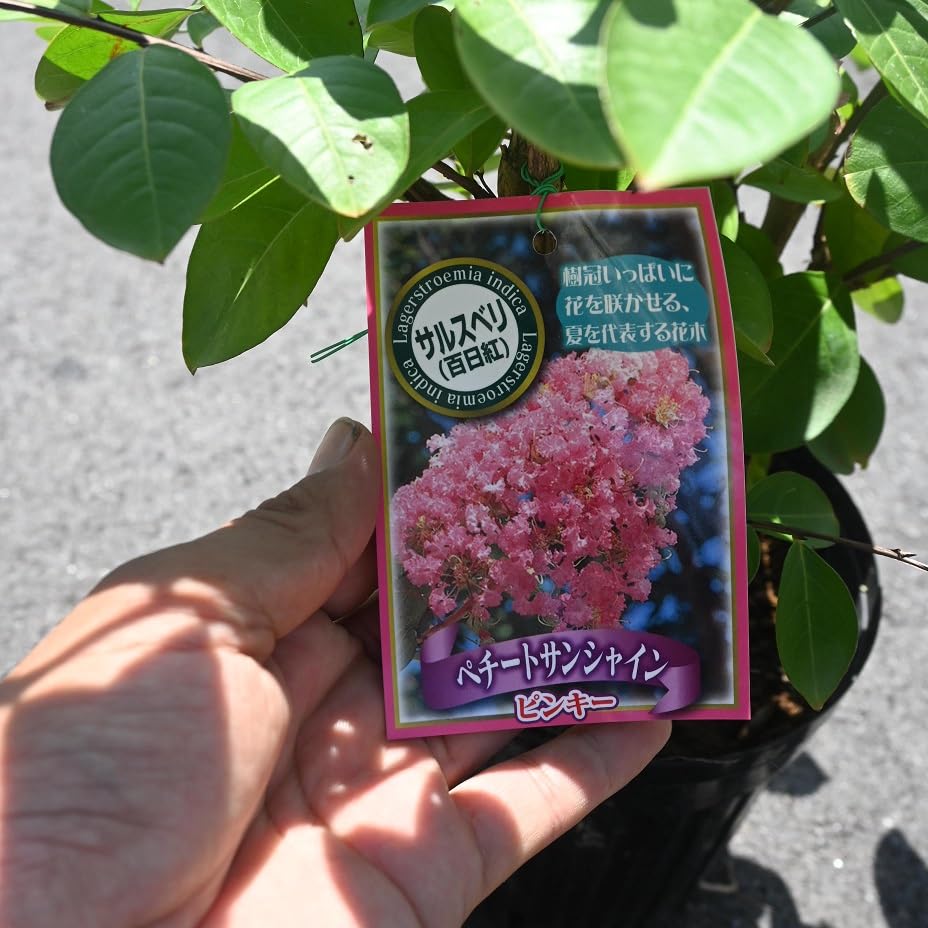 夏のお花❤︎サルスベリピンク Amazon.co.jp: サルスベリ 苗木 ピンク花 6号 さるすべり 庭木