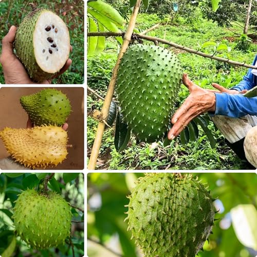 10 Soursop Fruit Tree Seeds for Planting Annona Squamosa Fruit Seed Non-GMO Heirloom Fresh Tropical Sugar Apple Seed for Home Garden Outdoor
