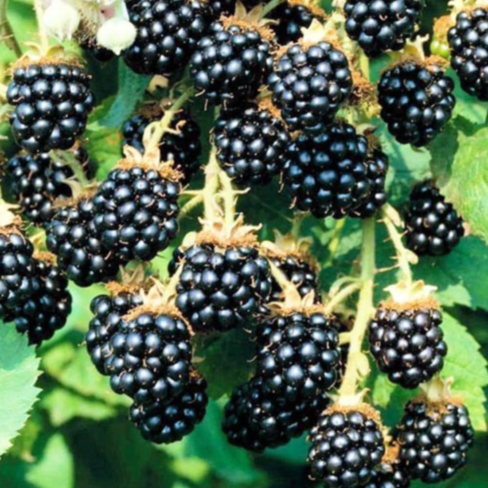 Amazon.co.jp: ブラックベリーの苗木 ヒマラヤ 12cmポット【品種で