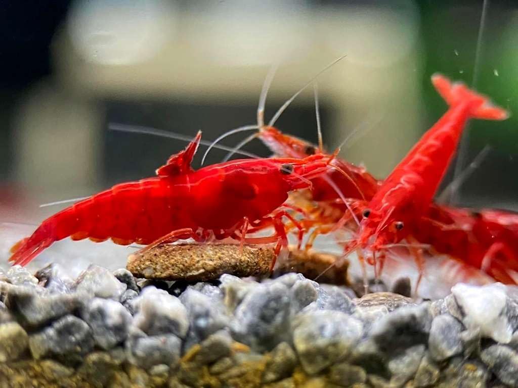 20 + Mixed Color Neocaridina Live Freshwater Aquarium Shrimps for Aquarium Beeding Age Young Adults 1/2-1 inch Long. Live Arrival Guarantee.