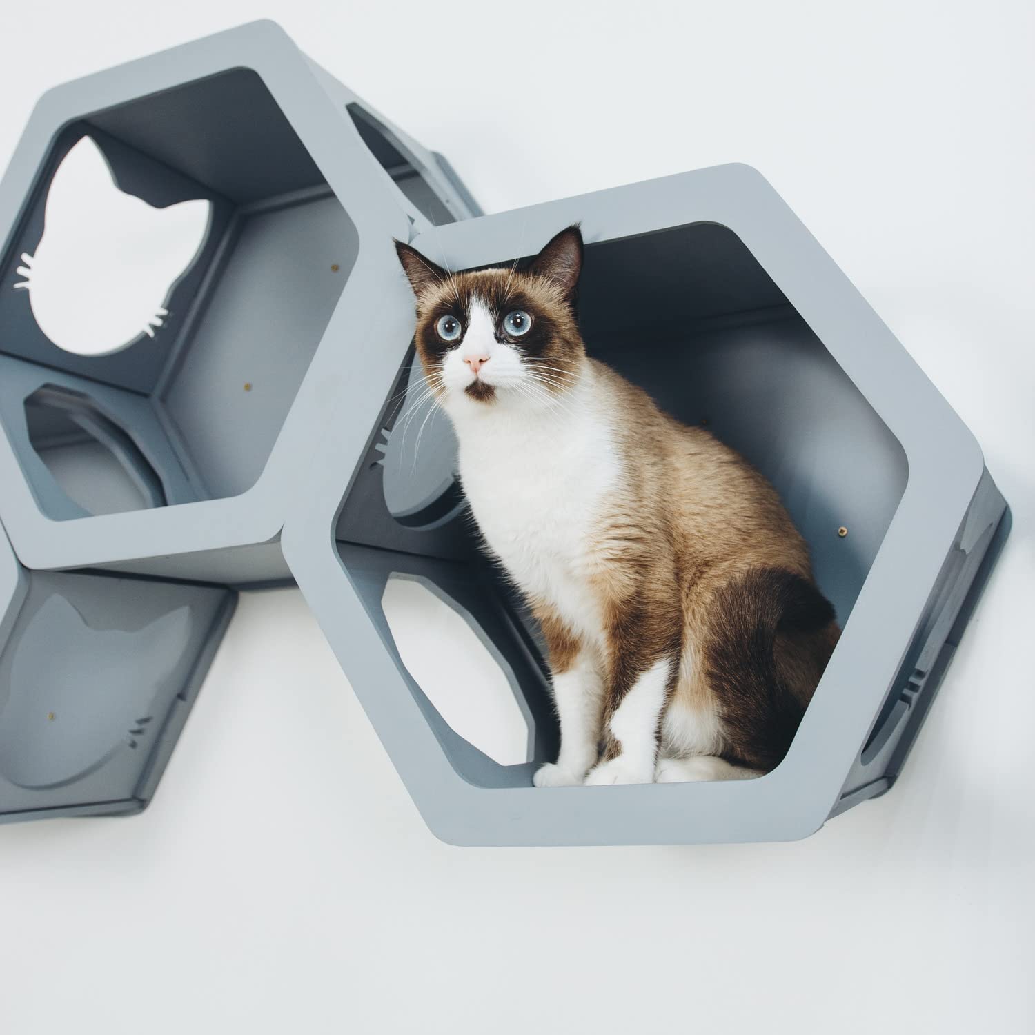 cat bed shelves