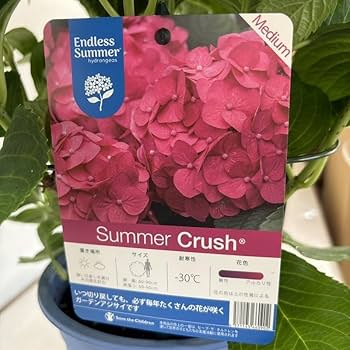 Amazon.co.jp: アジサイ サマークラッシュ あじさい 紫陽花 5号