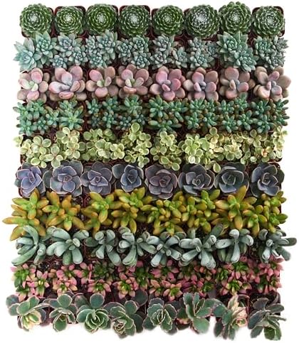 Shop Succulents Assorted Succulent Plant Pack Bulk Collection, Live Mini Succulent Plants, Easy Care, Indoor Plants, Wedding and Party Favors, Gift & Garden, Pack of 32