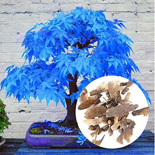 Auntwhale Graines d'érable importées 20 capsules érable bleu Cover