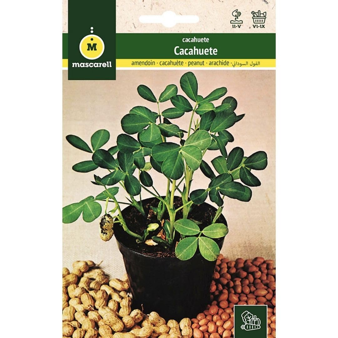 Mascarell Semillas, CACAHUETE, Semillas de Cacahuete para Plantar, Crea tu Propio Huerto Urbano y Cultivo en Casa, Plantas Hortícolas, Altura 30-50 Cm, Clima Templado-Cálido, 10 Gramos