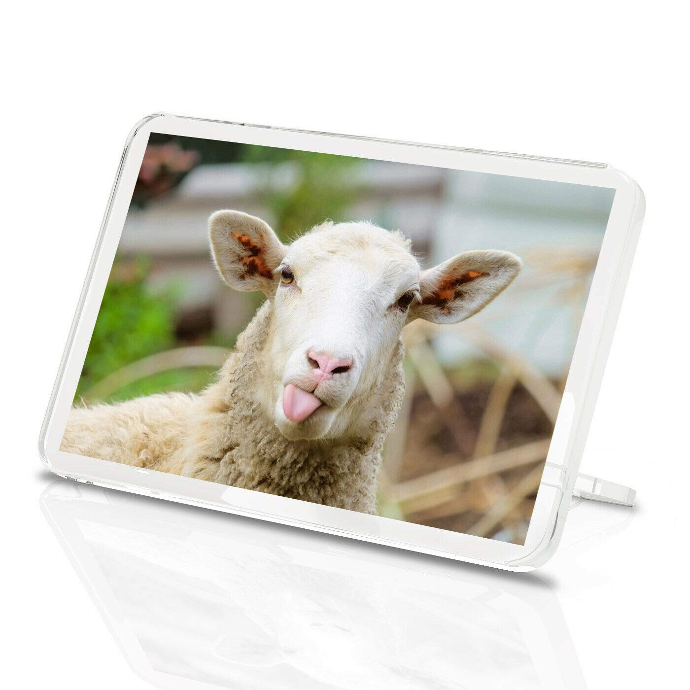 Destination Vinyl Magnets Multicolor Funny Sheep Classic Fridge Magnet - Cheeky Lamb Farm Animal 8553
