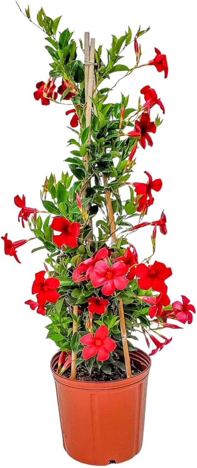 Live Dipladenia Plant - Pretty Red - Tropical Flowering Plant - Overall Height 36" - Tropical Plants of Florida