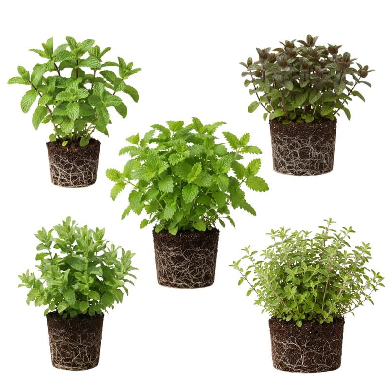 Pack 5 Herb Plants Assortment, Well Rooted Herb Plant Live 4-8'' Tall (Mint, Lemon Balm, Rosemary, Sage and Additional Fresh Herbs), Fragrant Herbs Variety Pack for Outdoor Planting