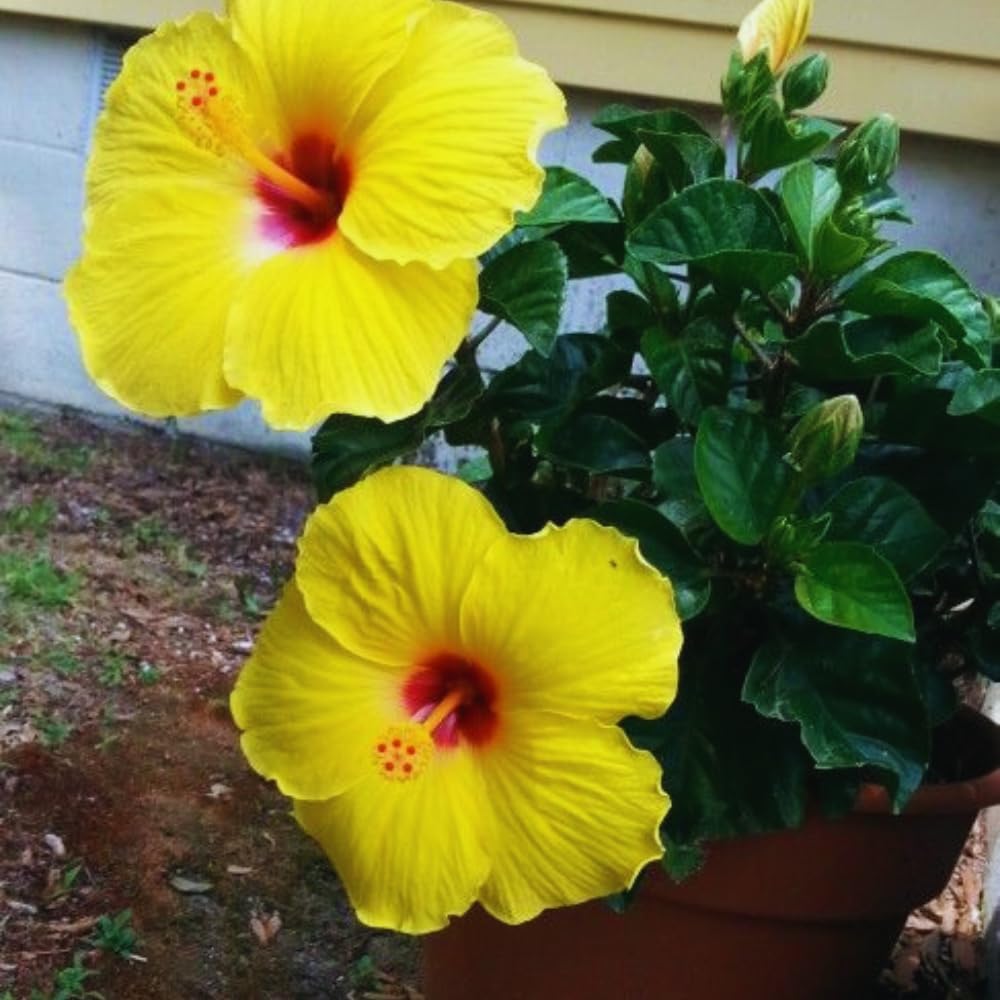 2 Yellow Hibiscus Plants Live, Hardy Hibiscus Plant, 3 to 5 Inc Tall Seedling, Hibiscus Live Plant, Easy to Plant, Well Rooted, 2 Plants
