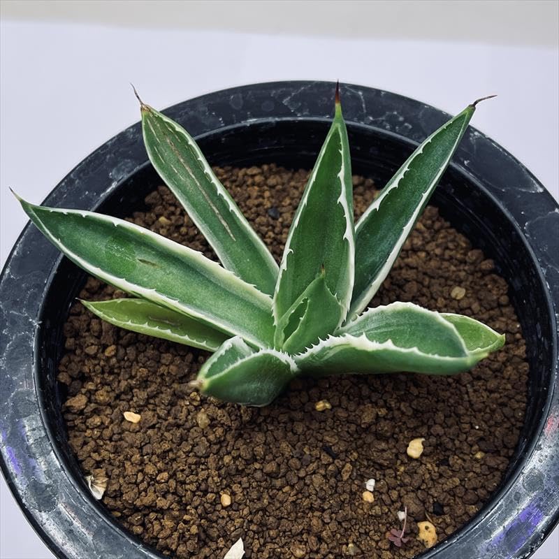 アガベ 子株 Ivory wa Yahoo!オークション - アガベ ivory w.a 親株