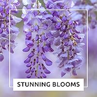 Vista 3 de Chinese Wisteria Bonsai Tree Seedling for Planting - 1 Year Old Well Rooted Seedling - Fast-Growing Ornamental Tree with Violet-Purple Flowers and