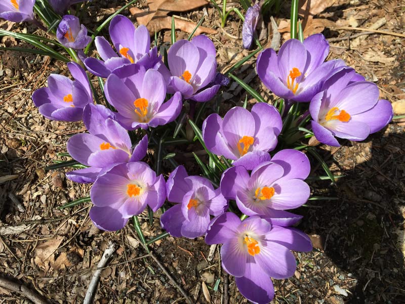 Image of IMP. Saffron | Crocus Excellent Quality Flower Bulbs for Attractive Aromatic Flowers Home Outdoor Gardening Plants Flowering Bulbs (pack of 12, Grand Maitre)