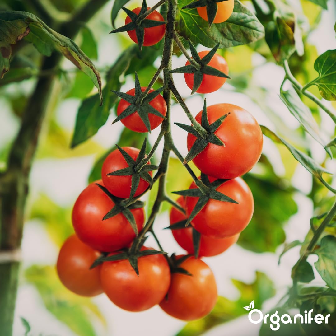 Płynny Nawóz Do Pomidorów 2L – Organiczny, Silne Korzenie I Zdrowe Liście – Organifer