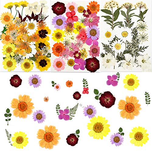 Dried Flowers for Resin, Real Natural Dried Daisy Flowers Multiple Mixed Pressed Flowers, DIY Colorful Real Dried Flowers Set for Jewelry Nail Craft Scrapbook Floral Decorations
