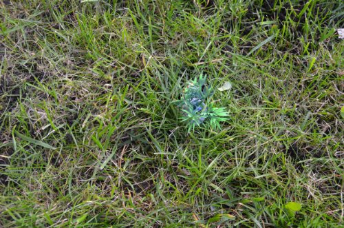 3 x Petling with Fir Grass and Pine Cones with Logbook and Pen Set Complete Package Geocaching Hiding Place - Image 6