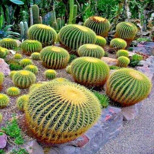 Amazon.com : 25 Seeds Golden Barrel Ball Cactus | Echinocactus grusonii  Flowering Cacti Plant Seeds : Patio, Lawn & Garden