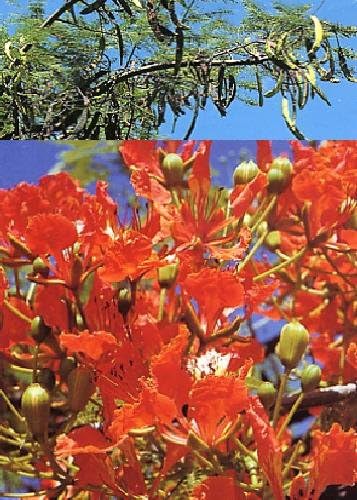 TROPICA - Flamboyant (Delonix regia) - 6 Seeds - Tropical Magic