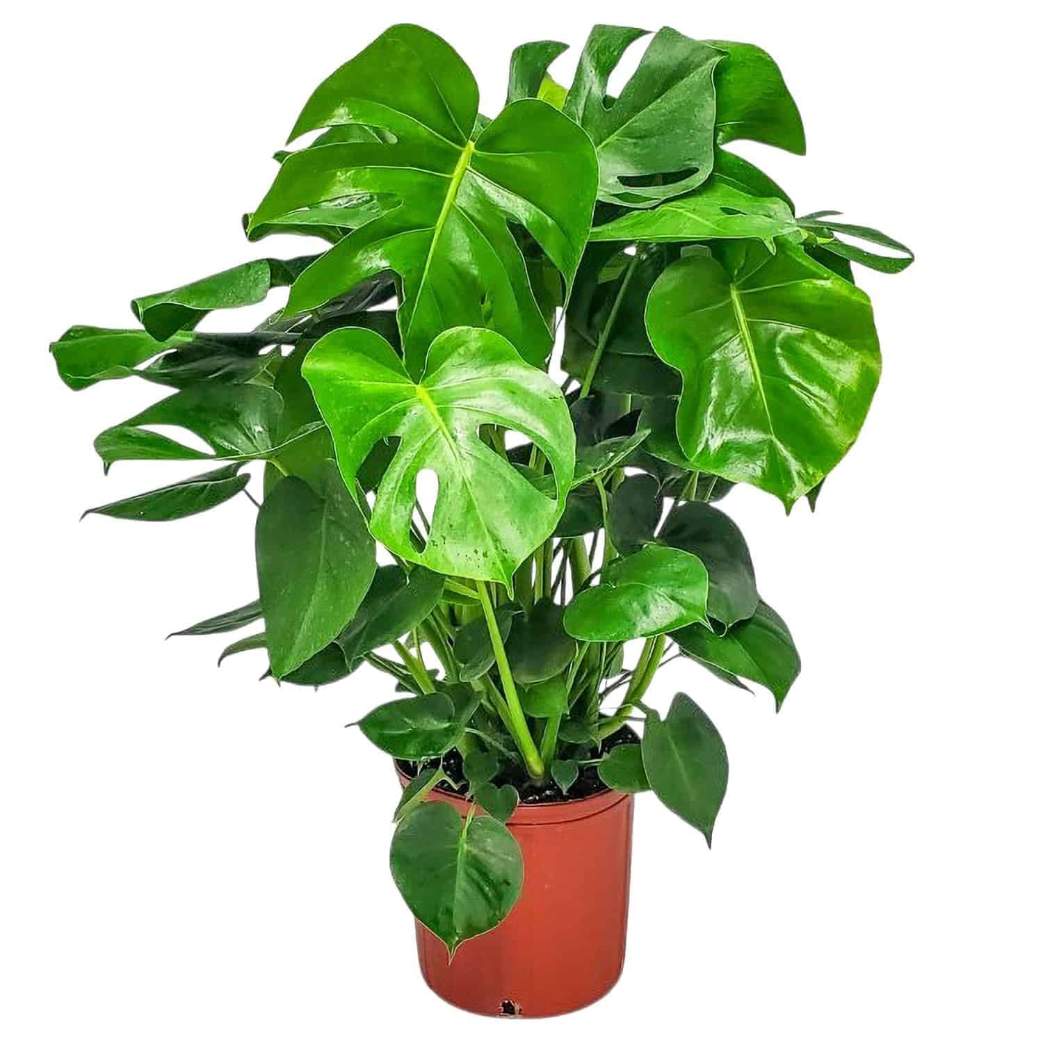 Monstera Deliciosa