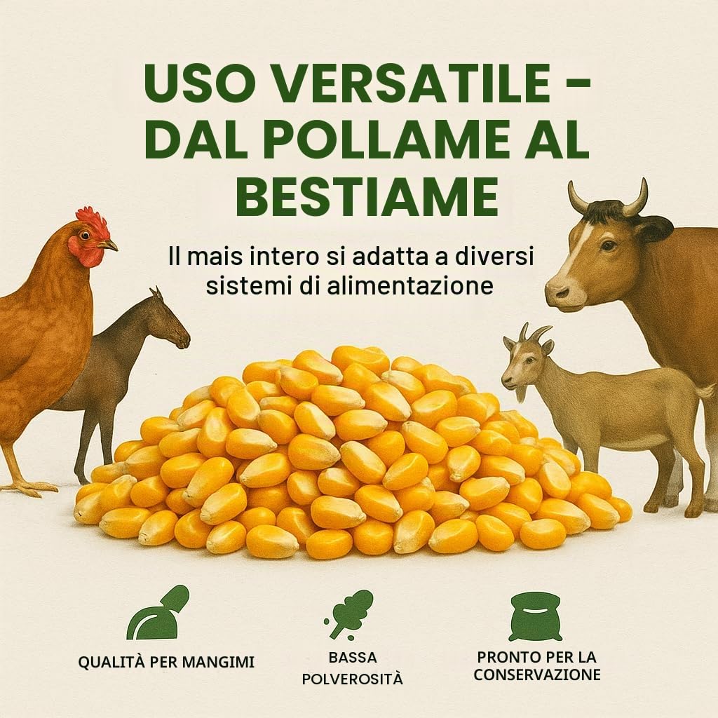 GiDeli Mais giallo intero 30 kg – Grani secchi – Mangime per galline e