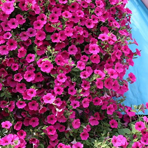 Pack Flower Seeds Trailing Petunia Purple Velvet F1 Kings Quality Seeds