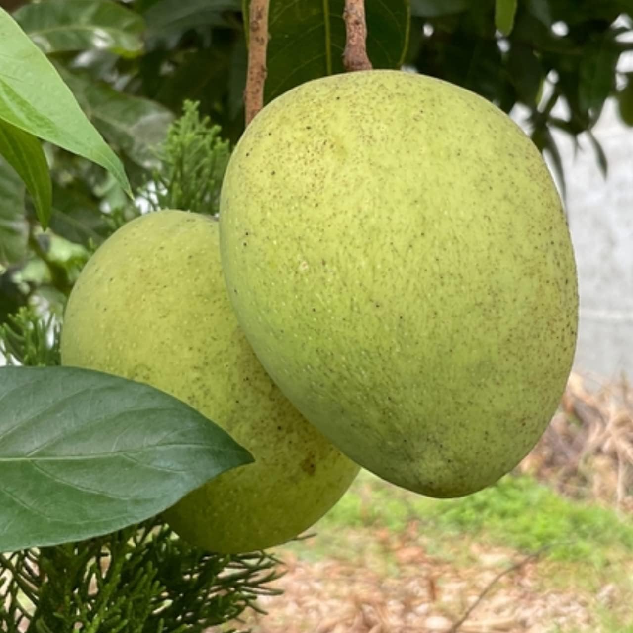 See full amazon price history chart for Native Earth Nursery Baramasi Sadabahar Mango Hybrid Healthy All Time Fruit Plant (Grafted Plant, 2-3 Feet Height) Live Plant for Home Garden Native Earth Nursery Baramasi Sadabahar Mango Hybrid Healthy All Time Fruit Plant (Grafted Plant, 2-3 Feet Height) Live Plant for Home Garden (B0BYPFBB3J) Amazon Price History, Amazon Price Tracker