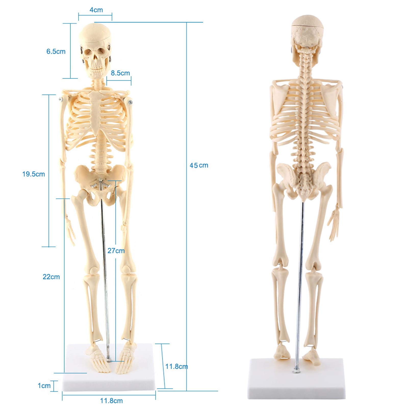 高品質！ミニチュアホースの全身骨格標本 高品質！ミニチュアホース（オス）の全身骨格標本 - 頭骨・骨格