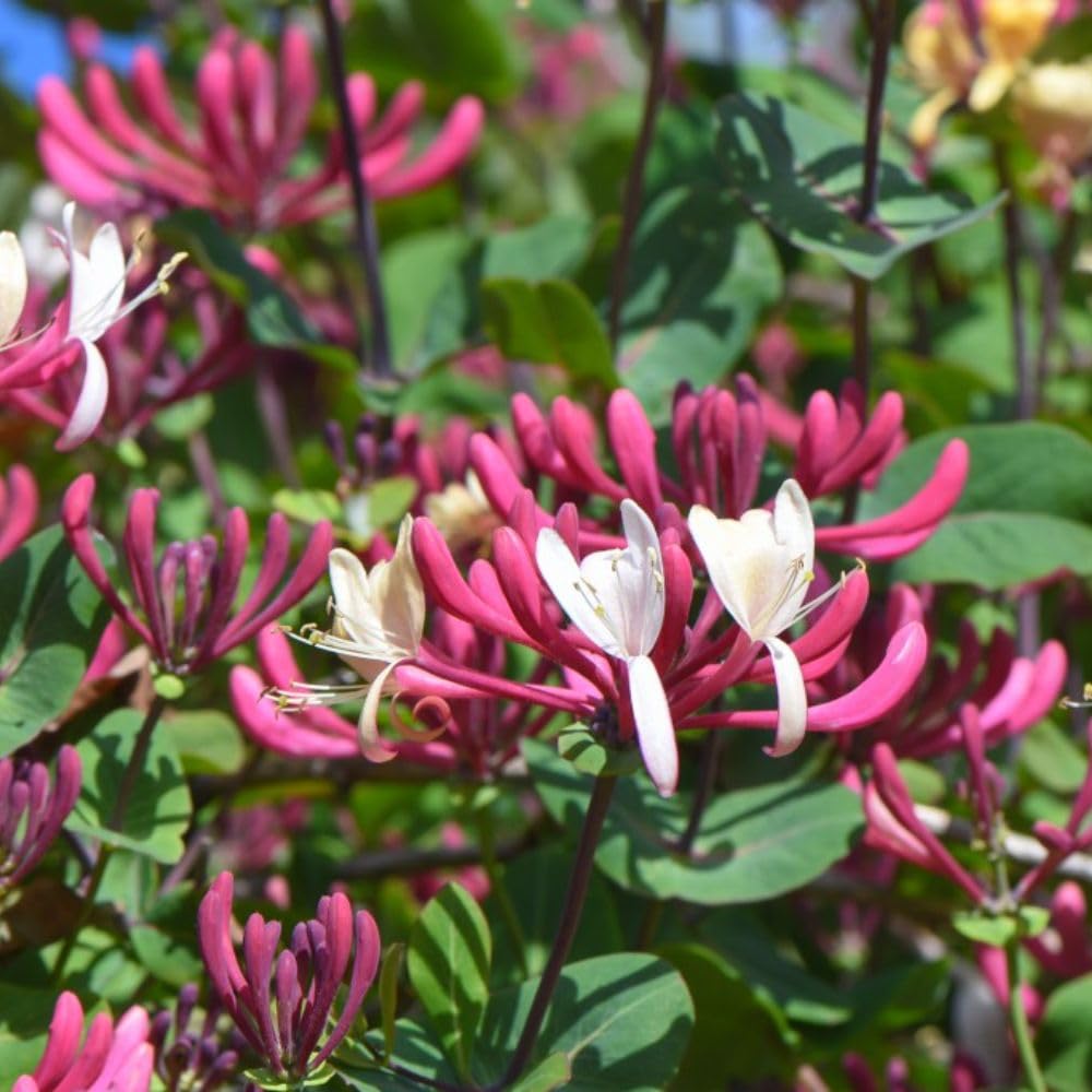 Lonicera periclymenum - Fragrant Native Honeysuckle Vine for Wildlife Gardens โ 1x 1.7 Litre Potted Plant by Thompson & Morgan