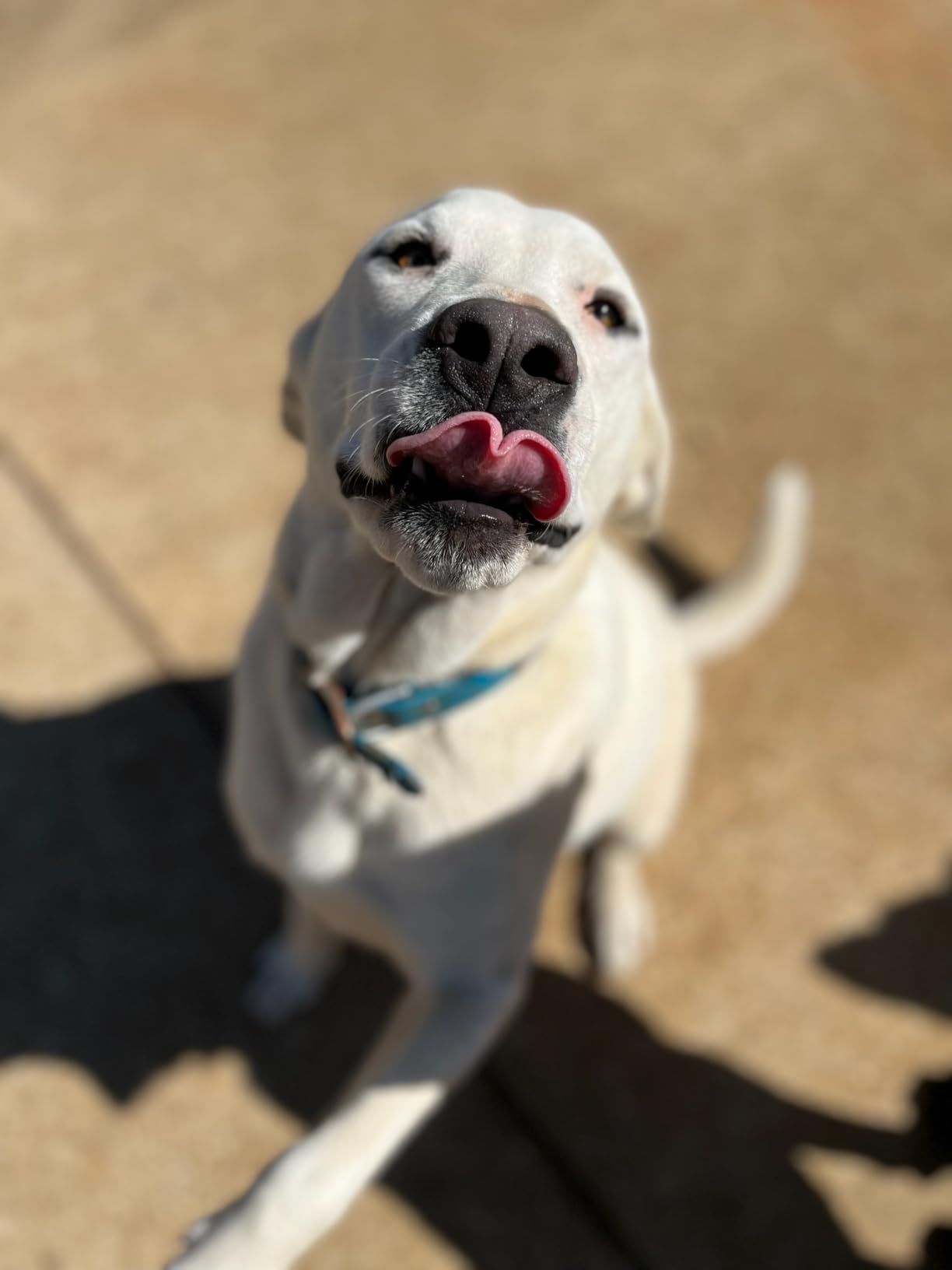 Purina ONE Dry Dog Food Lamb and Rice Formula - 40 lb. Bag photo review