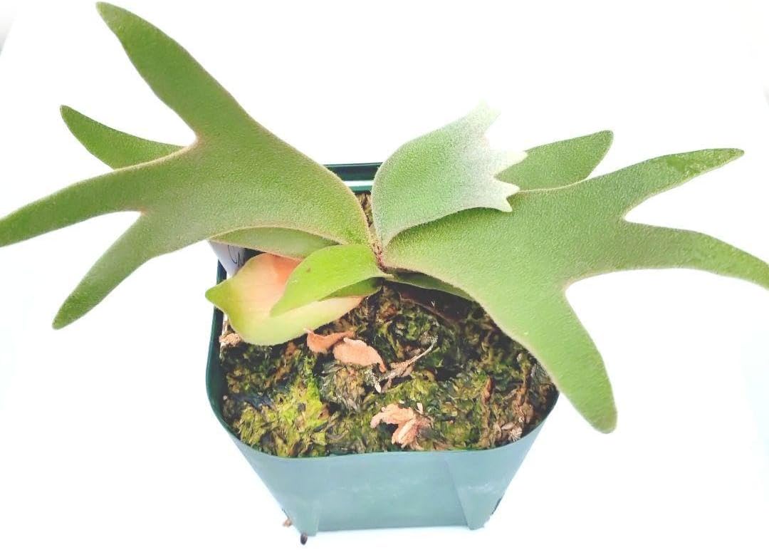 ビカクシダ P.willinckii 'OMG'dwarf