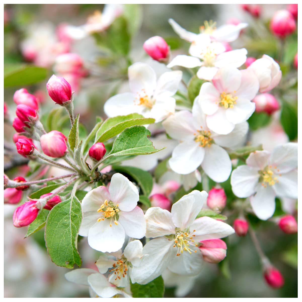 1 Crab Apple Tree 30-50cm Native Malus Hedging,Make Your own Cider & Jelly 3fatpigs®
