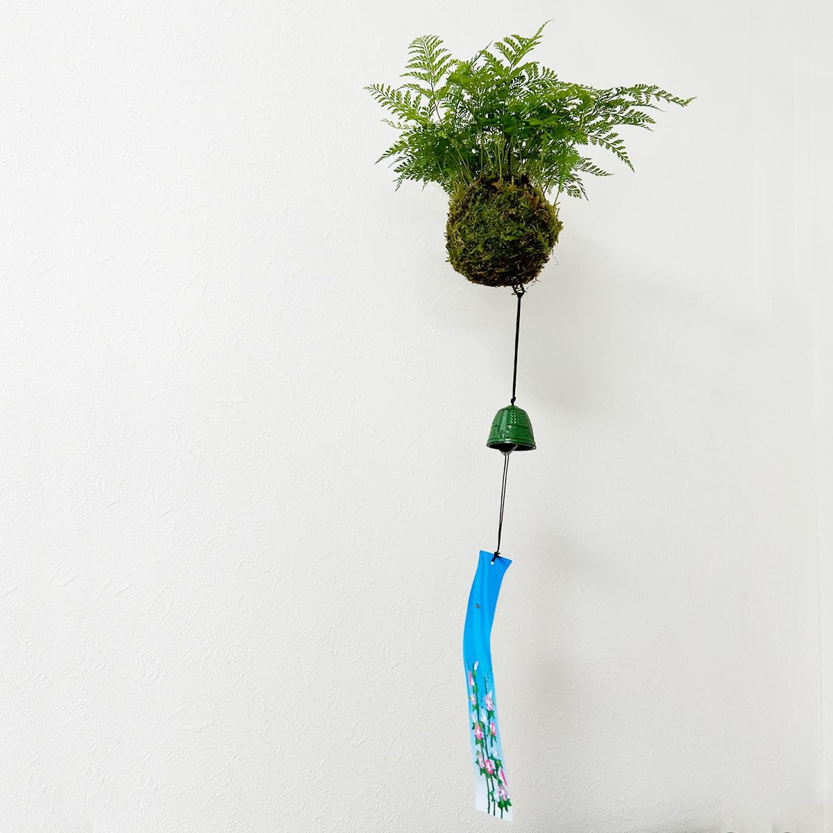 観葉植物 釣り忍 【公式通販】 観葉植物 釣り忍 【公式通販】